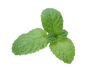 peppermint