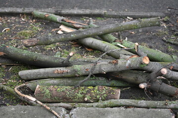 spring pruning of trees, cut tree trunks, moss-covered arbor trunks, cut branches of shrubs,...
