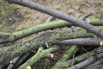 spring pruning of trees, cut tree trunks, moss-covered arbor trunks, cut branches of shrubs, mistletoe on branches, sanitary pruning of trees, trimming trees, pruning trees, gray logs of wood	
