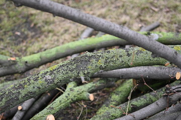 spring pruning of trees, cut tree trunks, moss-covered arbor trunks, cut branches of shrubs,...