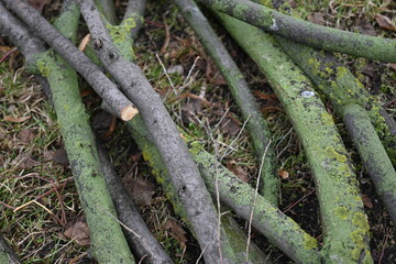 spring pruning of trees, cut tree trunks, moss-covered arbor trunks, cut branches of shrubs,...