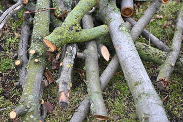 spring pruning of trees, cut tree trunks, moss-covered arbor trunks, cut branches of shrubs,...
