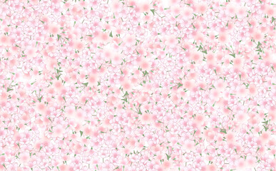 一面の満開の桜　やや大きめ