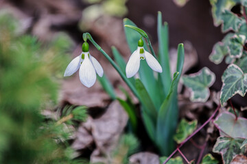 At the end of February the snowdrops are in bloom.

