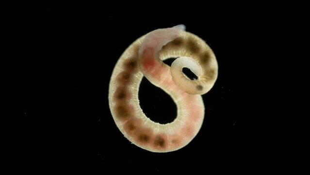 Oligochaeta worm under a microscope, class Clitellata, Phylum Annelida. Sample found in Barents Sea