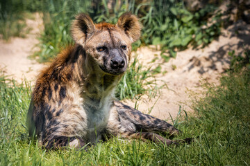 Laying hyena - 575279419