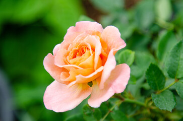 Rose flower flowers of love.