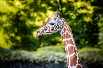 Giraffe head - 575280239