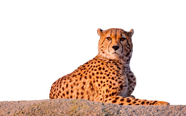 leopard isolated