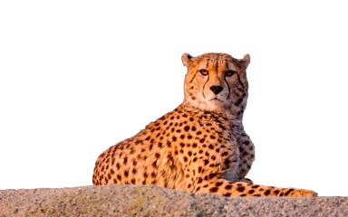Afwasbaar fotobehang leopard isolated © виталий барышев
