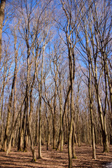 early spring trees without leaves in the forest against blue sky background