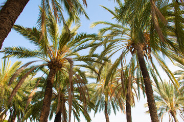 Group of palm trees in a palm grove in a warm and sunny place.