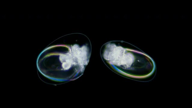 Egg with Mollusca Nudibranchia embryos under a microscope, possibly Superfamily Fionoidea. They are attached to algae. The next stage, veliger, will float in water column.