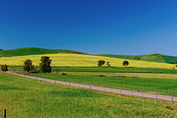 Fields of winter wheat and canola near Malmesbury