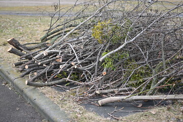 spring pruning of trees, cut tree trunks, moss-covered arbor trunks, cut branches of shrubs, mistletoe on branches, sanitary pruning of trees, trimming trees,  pruning trees, gray logs of wood