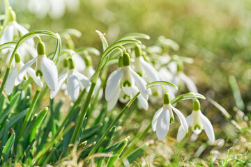 Spring snowdrops flower. Bright natural background with sunny reflection.
