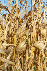 Ripe corn in the field is dry and ready for harvest