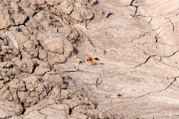 Menindee Austalia, orange potter wasp against parched cracked earth