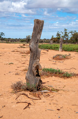 Menindee to pooncarie Australia,  weathered timber posts of abandoned stockyards in arid environment