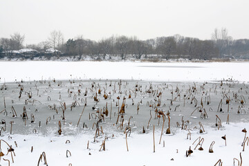 the winter scenery of the pond