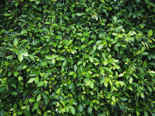 Fototapeta na wymiar Background image of Ficus annulata (Ficus annulata) is a plant in the genus Poe. Korean ficus is a plant that tolerates flooding or humid conditions well. It is commonly grown as an ornamental plant 