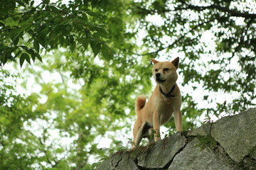 Obraz premium a dog pose