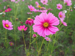 Closeup of beautiful pink cosmos flower with yellow stamens with dew on the petals. Mexican Astor, Mexican Astor Outdoors, Cosmos Bipinnatus. It is a beautifully blooming herbaceous plant. Beautiful p