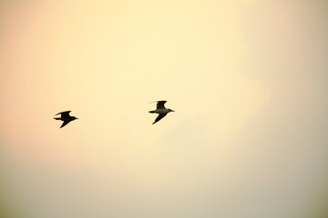 birds in the sky