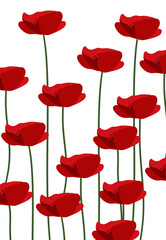 Red poppies on white background.Eps 10 vector.