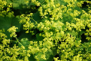 Alchemilla vulgaris 