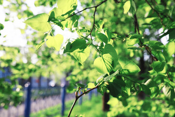 Spring nature background. Forest landscape. Green trees and grass on a spring morning.