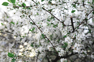 White flowers on a green bush. The white rose is blooming. Spring cherry apple blossom.