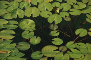 the water lily leaves of the pond