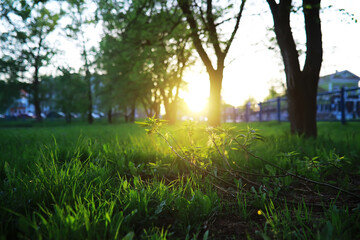 Spring nature background. Greenery of trees and grasses on a sunny spring morning. Forest landscape.