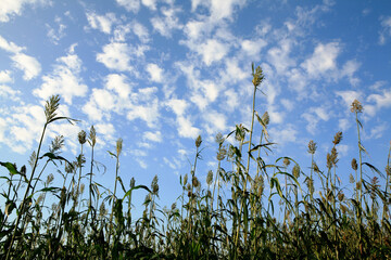 a field of sorghum