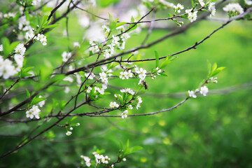 White flowers on a green bush. Spring cherry apple blossom. The white rose is blooming.
