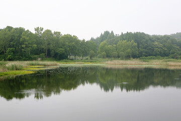 Fototapeta na wymiar landscape of a pond in summer