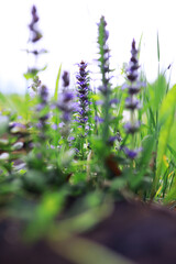 Plants and flowers macro. Detail of petals and leaves at sunset. Natural nature background.