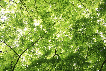 Fototapeta na wymiar May's Fresh Leaves