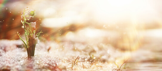 The first spring flowers. Snowdrops in the forest grow out of the snow. White lily of the valley...