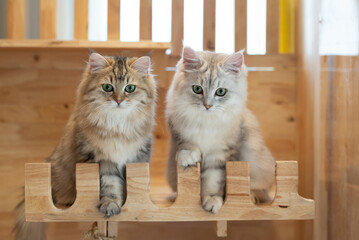 Two Cute Persian kittens playing on cat tower