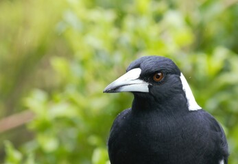 Australian Magpie