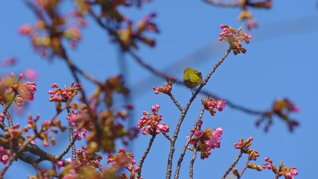 春の青空に浮かび上がる河津桜とメジロ