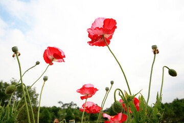 poppies on a summer morning