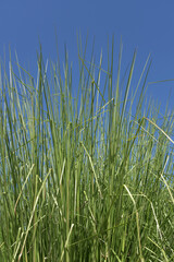 葉模様　自然の造形