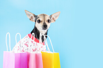 pet accessories, pet shop, happy dog with shopping bags with pet goods