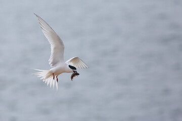 A close-up shot of a flying White-fronted Tern - Sterna striata - carring a fish (Blue cod), blurred sea background, at Aramoana mole, near Dunedin, in Otago, New Zealand