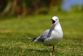 Black-billed Gull - Chroicocephalus bulleri - endemic to New Zealand and breeding in inland rivers - calling on grassland at Lake Tekapo, in South Island, New Zealand