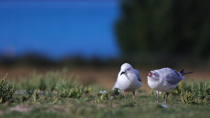 Black-billed Gull - Chroicocephalus bulleri - endemic to New Zealand - the juvenile (right) noisily begging for food from the adult (left) on grassland at Lake Tekapo, in South Island, New Zealand