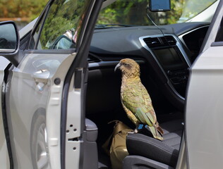 New Zealand's endemic mountain parrot Kea (Nestor notabilis) getting into a tourist's car (not mine), standing on the seat, and checking the bags and other items in the car, in the South Island, NZ